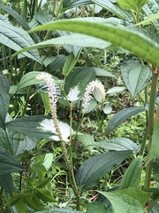 Saururus chinensis