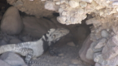 Ctenosaura conspicuosa
