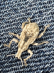 Dermatoxenus caesicollis