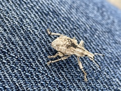 Dermatoxenus caesicollis