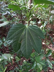 Osmoxylon pectinatum