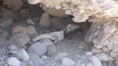 Ctenosaura conspicuosa