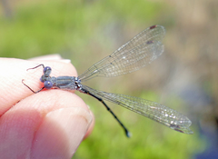 Lestes vidua