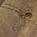 Spotted Pirate Spider - Photo (c) tjeales, some rights reserved (CC BY-SA), uploaded by tjeales