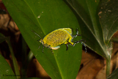 Arcas imperialis