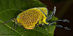 Arcas imperialis