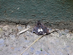 Catephia linteola