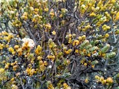 Pimelea traversii traversii