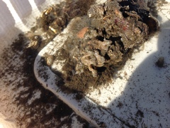 Conopeum chesapeakensis