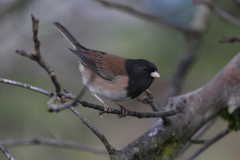 Junco hyemalis oreganus