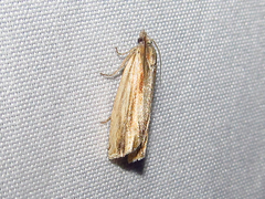 Eucosma radiatana