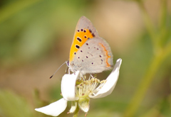 Lycaena phlaeas hypophlaeas