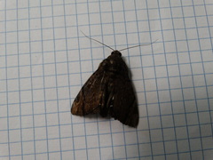 Catephia linteola