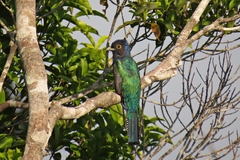Trogon violaceus