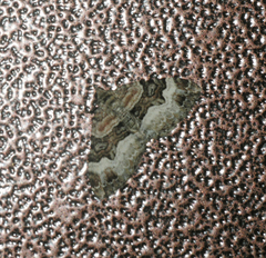 Xanthorhoe biriviata