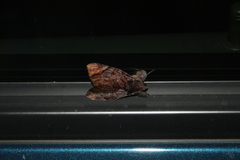 Catephia linteola