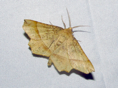 Euchlaena tigrinaria