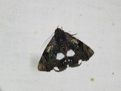 Catephia linteola