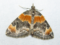 Dysstroma hersiliata