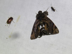 Catephia linteola