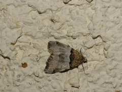 Cobubatha dividua