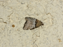 Cobubatha dividua