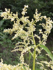 Koenigia alaskana