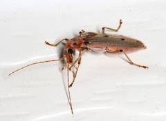 Parisopalpus nigronotatus