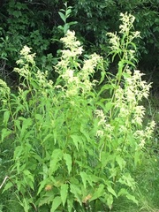 Koenigia alaskana
