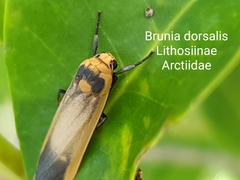 Brunia dorsalis