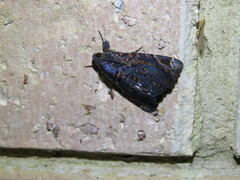 Catephia linteola