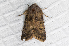 Protorthodes melanopis