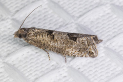 Pelochrista pulveratana