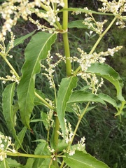 Koenigia alaskana