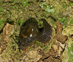 Stanisicarion aquila