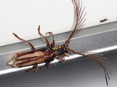 Piesarthrius marginellus