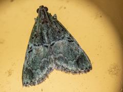 Orthaga thyrisalis