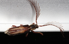 Piesarthrius marginellus