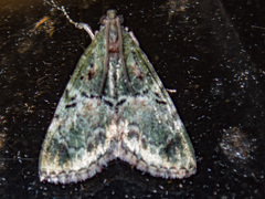 Orthaga thyrisalis