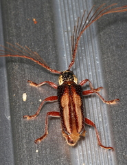Piesarthrius marginellus