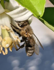 Apis mellifera