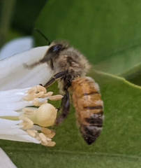 Apis mellifera