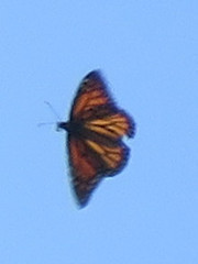 Danaus plexippus