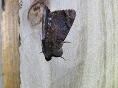 Catephia linteola