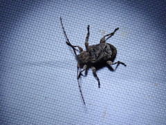 Leptostylus transversus