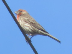Haemorhous mexicanus