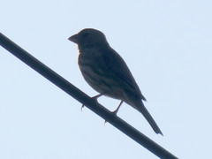 Haemorhous mexicanus