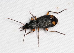 Chlaenius flaviguttatus