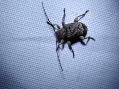 Leptostylus transversus