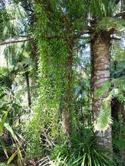 Lygodium articulatum